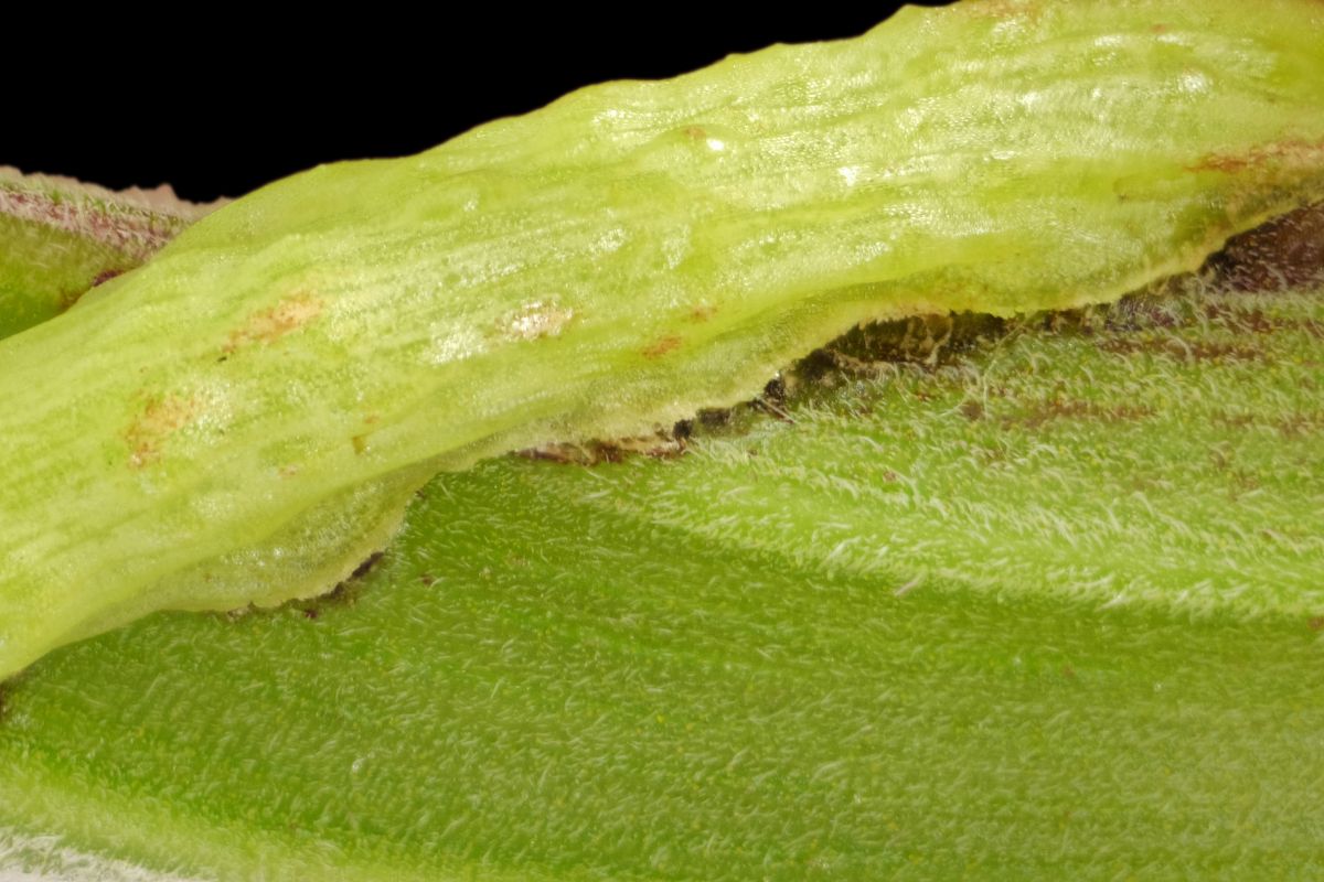 Der Parasit Cuscuta (oben) dringt mit seinen Haustorien in die Wirtspflanze ein. Diese beginnt mit ihrer Immunabwehr (Braunfärbung).