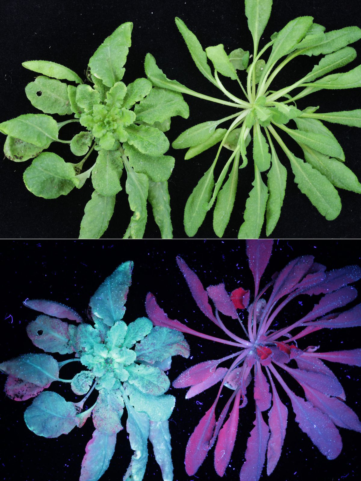 Hier sind zwei Arabidopsis-Pflanzen zu sehen, die in der Studie verwendet wurden. Unter UV-Licht (unten) erkennt man, dass die linke Pflanze von einem Virus befallen ist; die rechte Pflanze ist nicht infiziert.