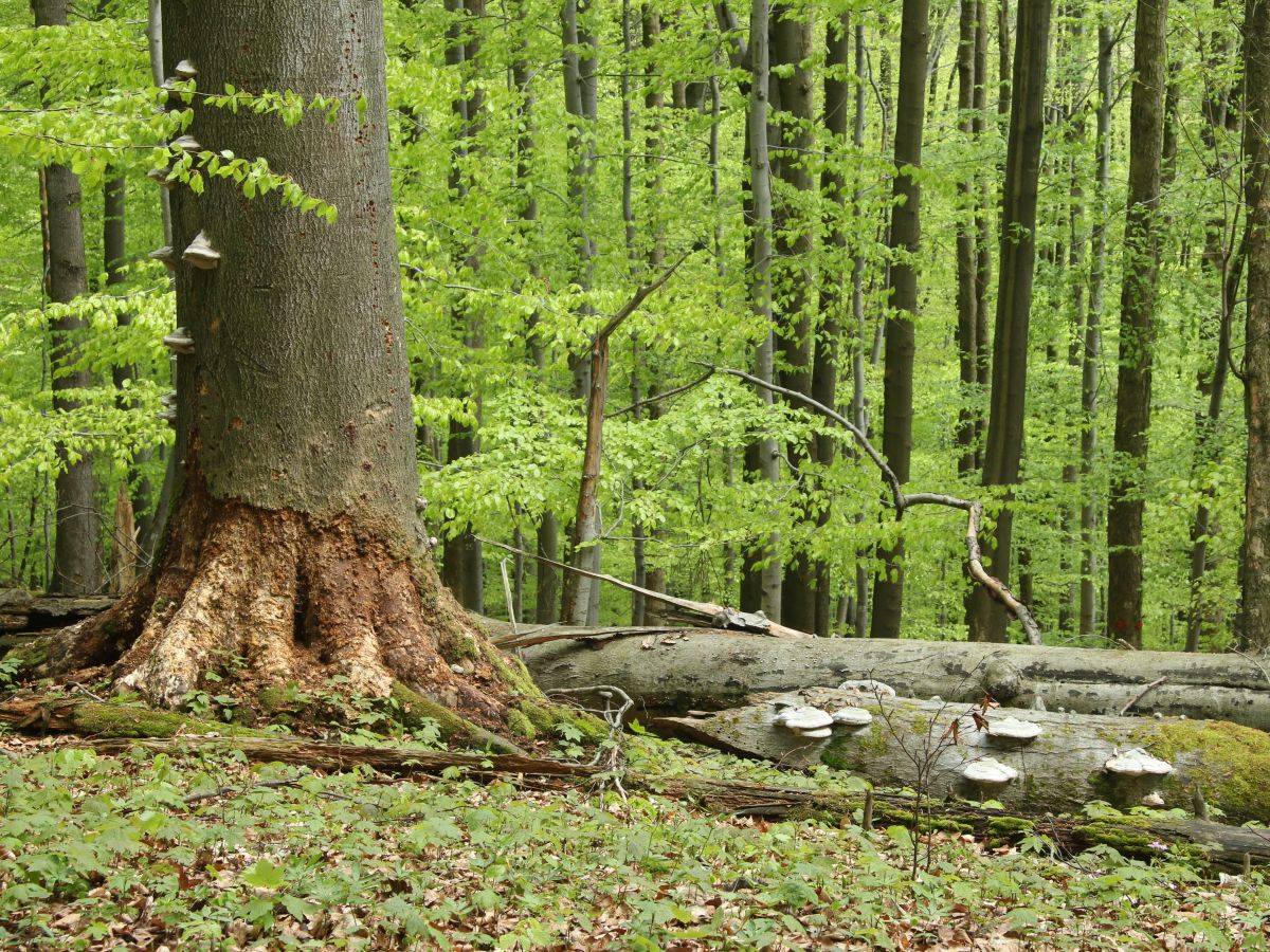 Totholz im Buchenwald nahe der Ökologischen Station der Uni Würzburg. Pilze haben sich daran gemacht, die Stämme zu zersetzen. (Bildquelle: © Sebastian Seibold)