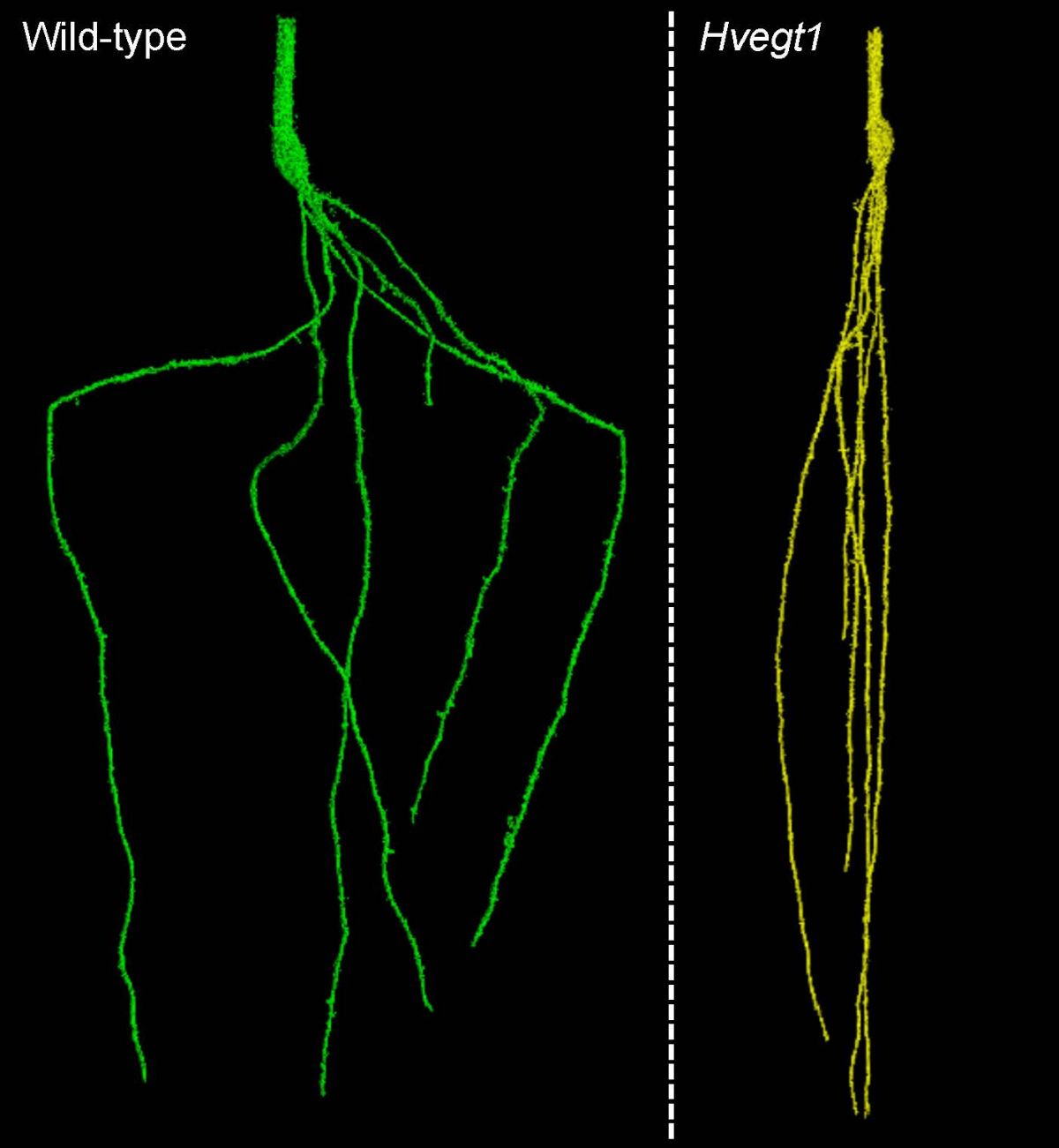 Vergleich der Wurzeln im Boden: Der unveränderte Wildtyp (links) und die experimentell veränderte Mutante (rechts) zeigen große Unterschiede im Wachstumswinkel der Wurzeln.
