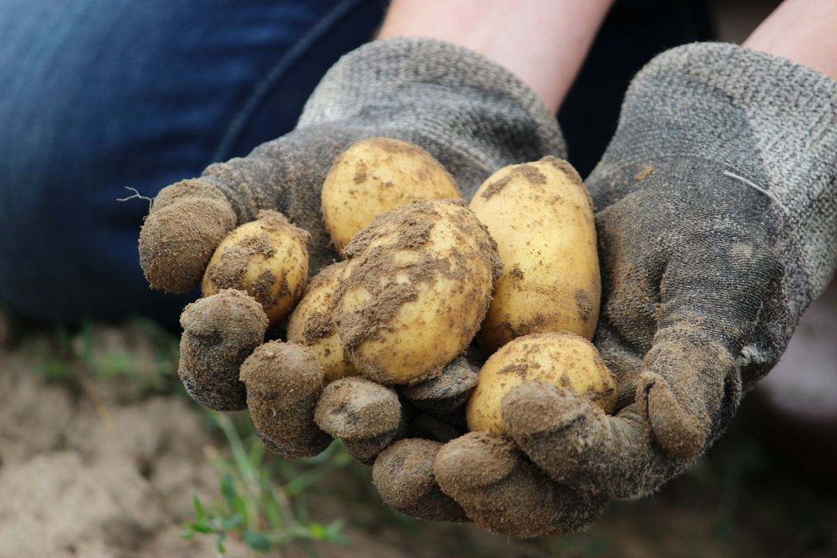 Die Kartoffel war in Europa bis zur Entdeckung Amerikas im 16. Jahrhundert völlig unbekannt. Heute ist die viertwichtigste Ackerpflanze der Welt.