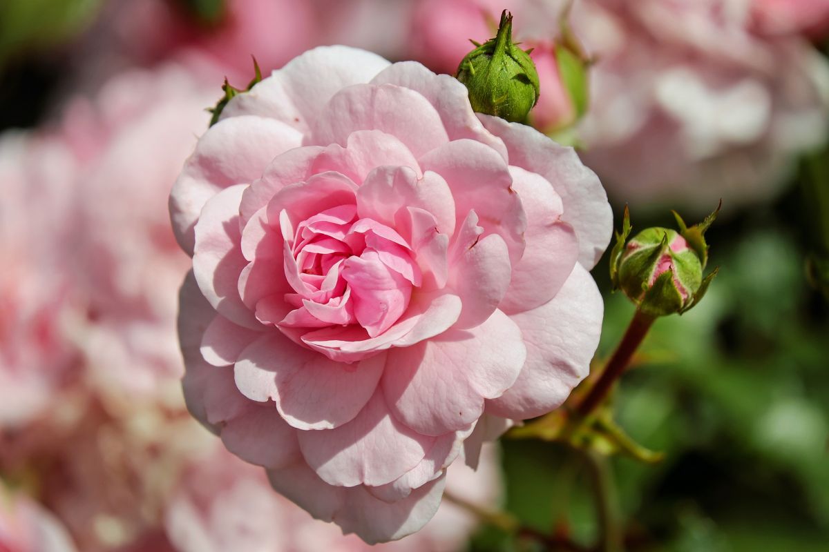 Rosen sind hochgradig heterozygot. Daher ist es kein einfaches Unterfangen, das Genom einer Rose zu sequenzieren. (Bildquelle: © pixabay/CC0)