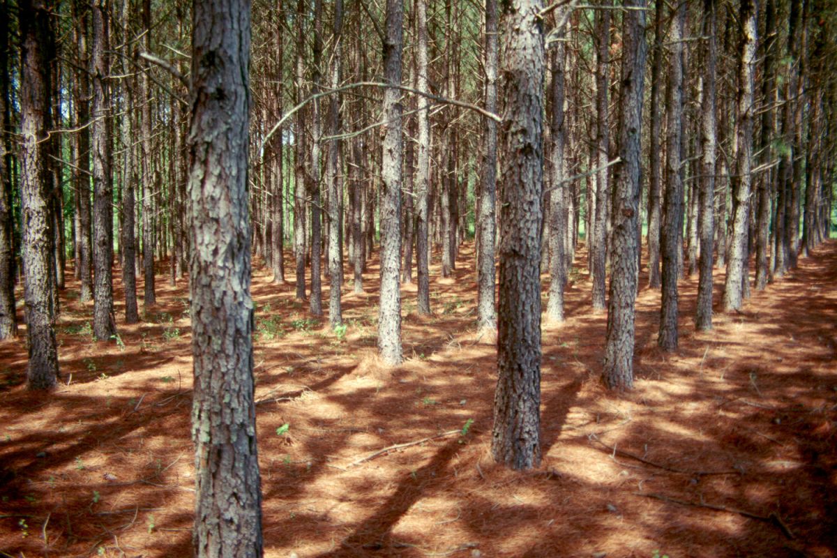 Die Weihrauchkiefer ist ein wirtschaftlich wichtiger Baum. In den USA werden beispielsweise nahezu alle Papierprodukte aus ihrem Holz hergestellt. Sie ist offizieller 