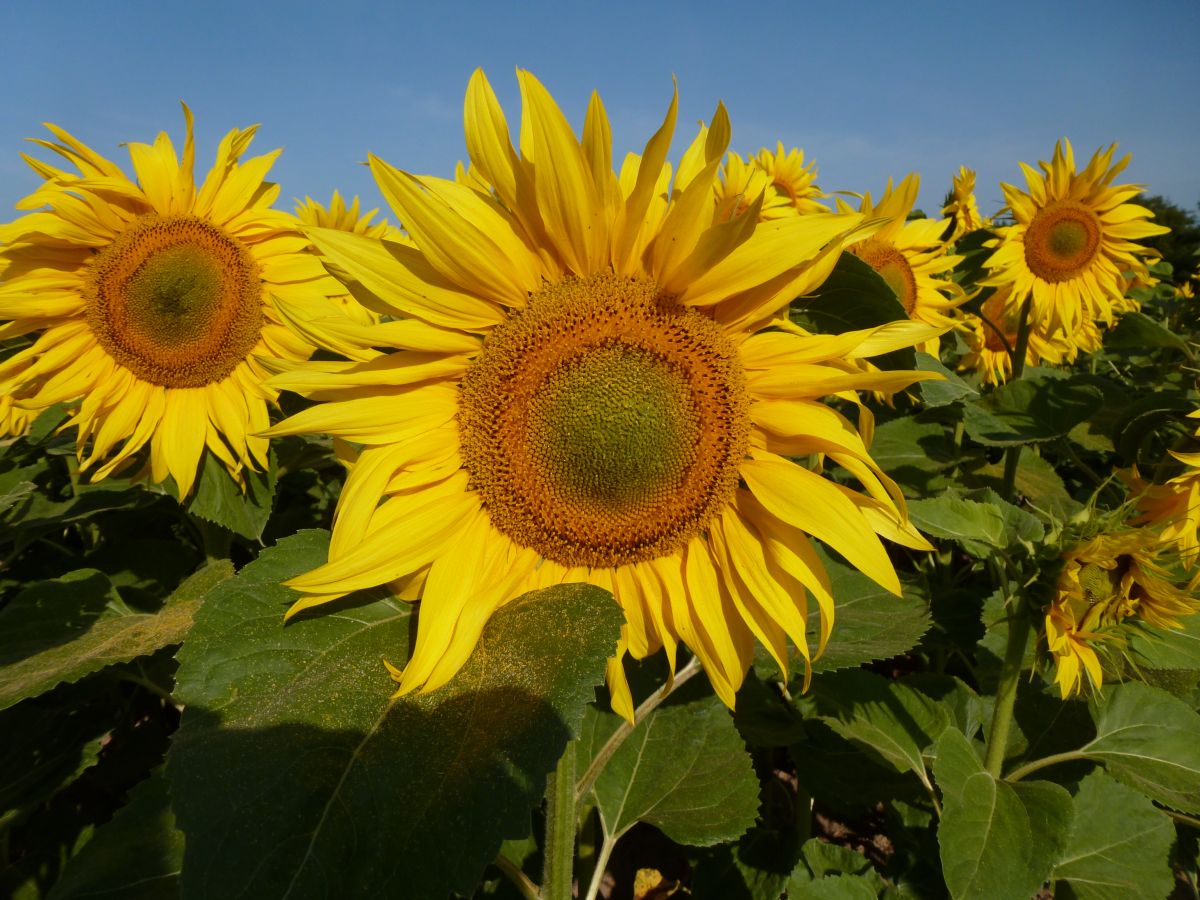 Vielfältige Blume: Die Sonnenblume (Helianthus annuus) wird als Zierpflanze, für den Verzehr und in der Industrie als Rohstoff genutzt. 