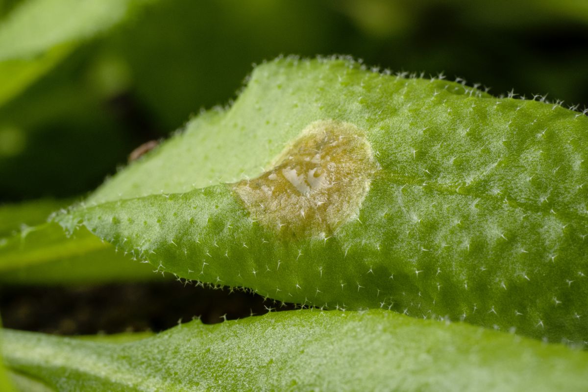 Das Blatt der Ackerschmalwand Arabidopsis thaliana weist eine Infektion mit dem Pilz Sclerotinia sclerotiorum auf. (Bildquelle: © Anna Schroll)