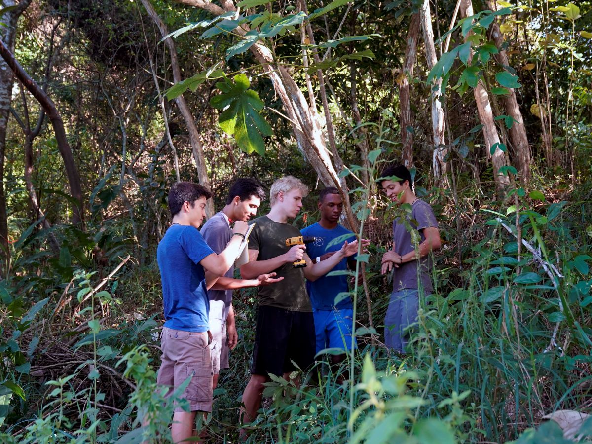 Während der Pandemie entdeckten fünf neugierige Schüler in Panama zufällig, wie Ameisen der Art Azteca alfari auf Schäden an ihren Wirtsbäumen reagieren und untersuchten das weiter. (Bildquelle: © Donna Conlon / CC BY-NC-ND)