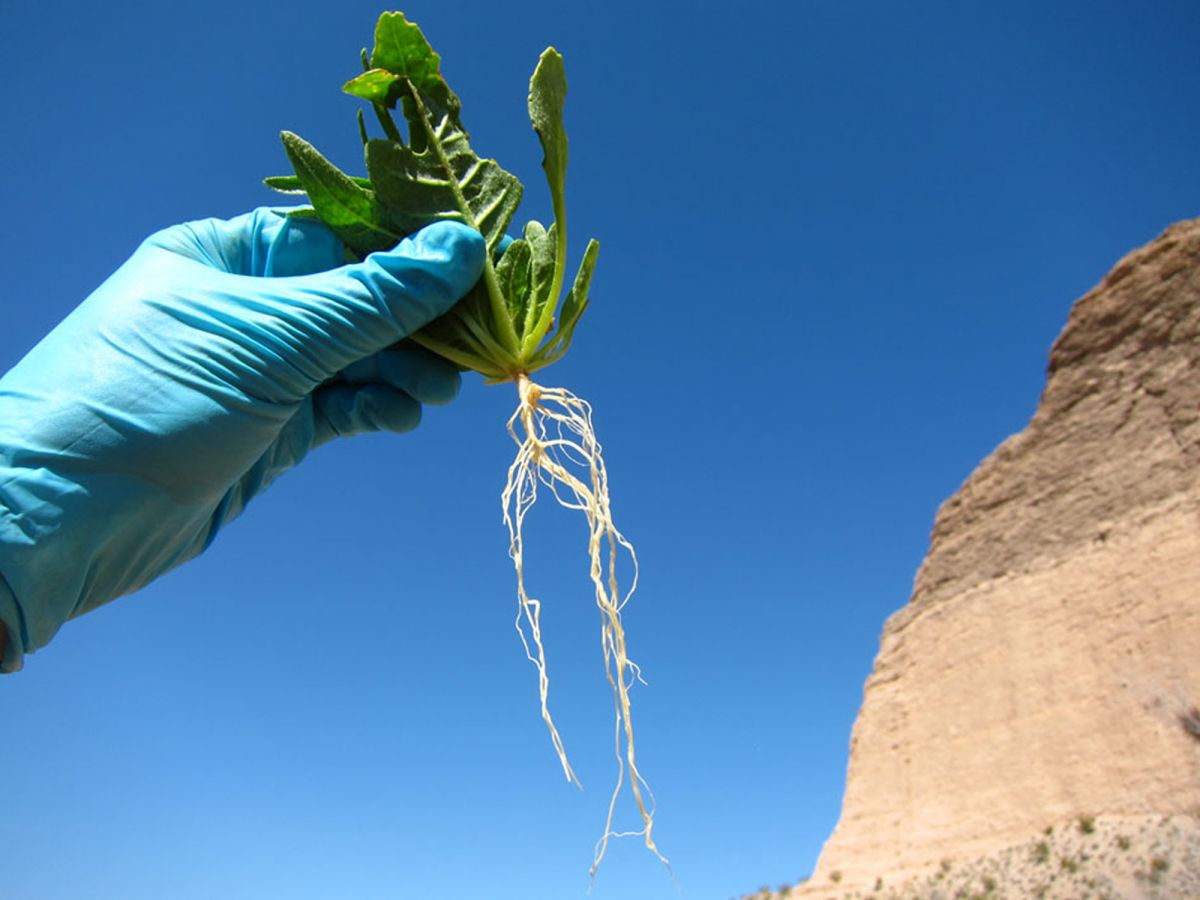 Für die Analysen des Mikrobioms von Kojotentabakpflanzen (Nicotiana attenuata) wurden die Pflanzenwurzeln geerntet.