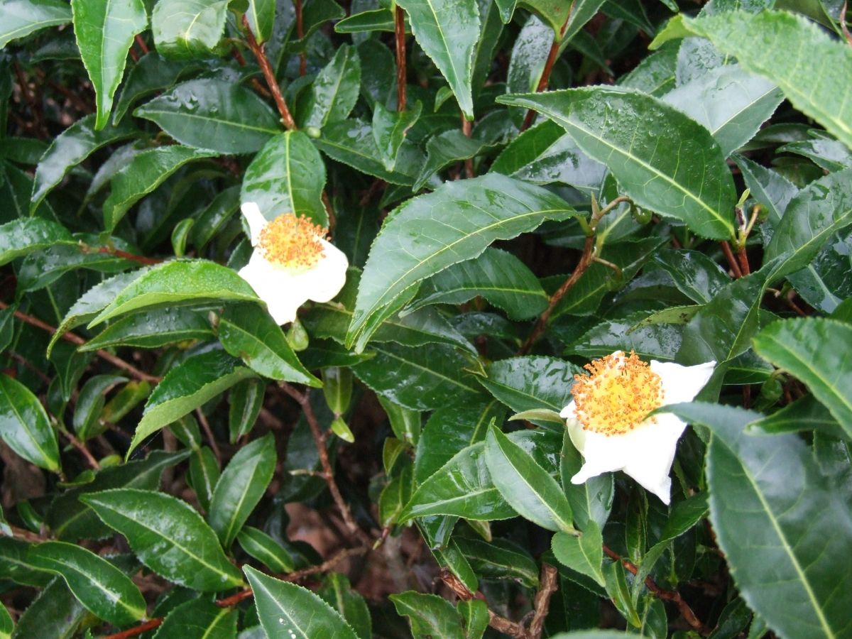 Das Genom der Teepflanze (Camellia sinensis) ist nahezu vollständig entschlüsselt. (Bildquelle: © LiZhi Gao Lab)