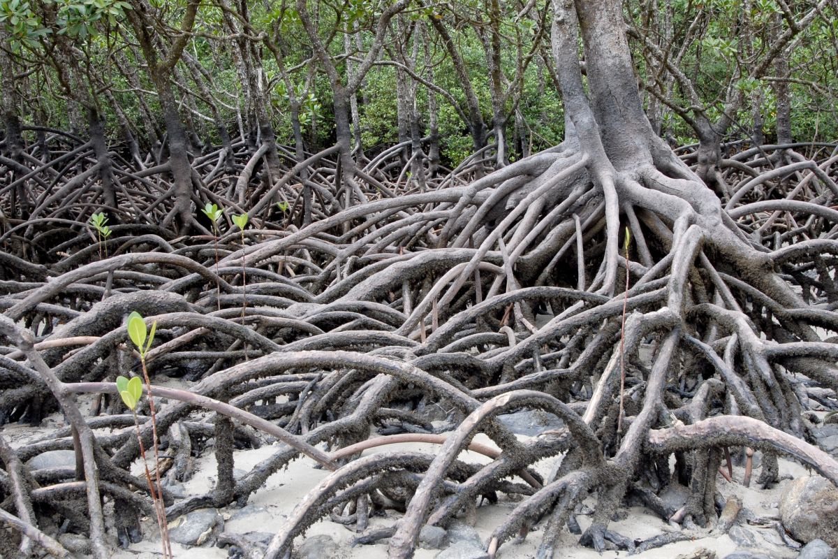 Mangroven bieten Küstenregionen Schutz vor Stürmen.
