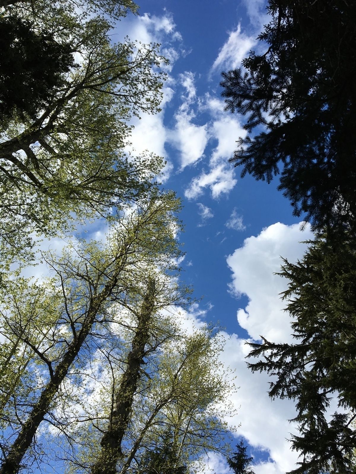 Pappeln in Oregon: Ein Forschungsteam der Technischen Universität München und der University of Georgia zeigt erstmals am Beispiel von Bäumen, dass Epimutationen über die Lebenszeit einer Pflanze hinweg kontinuierlich zunehmen und zur Altersdatierung von Bäumen genutzt werden können.


