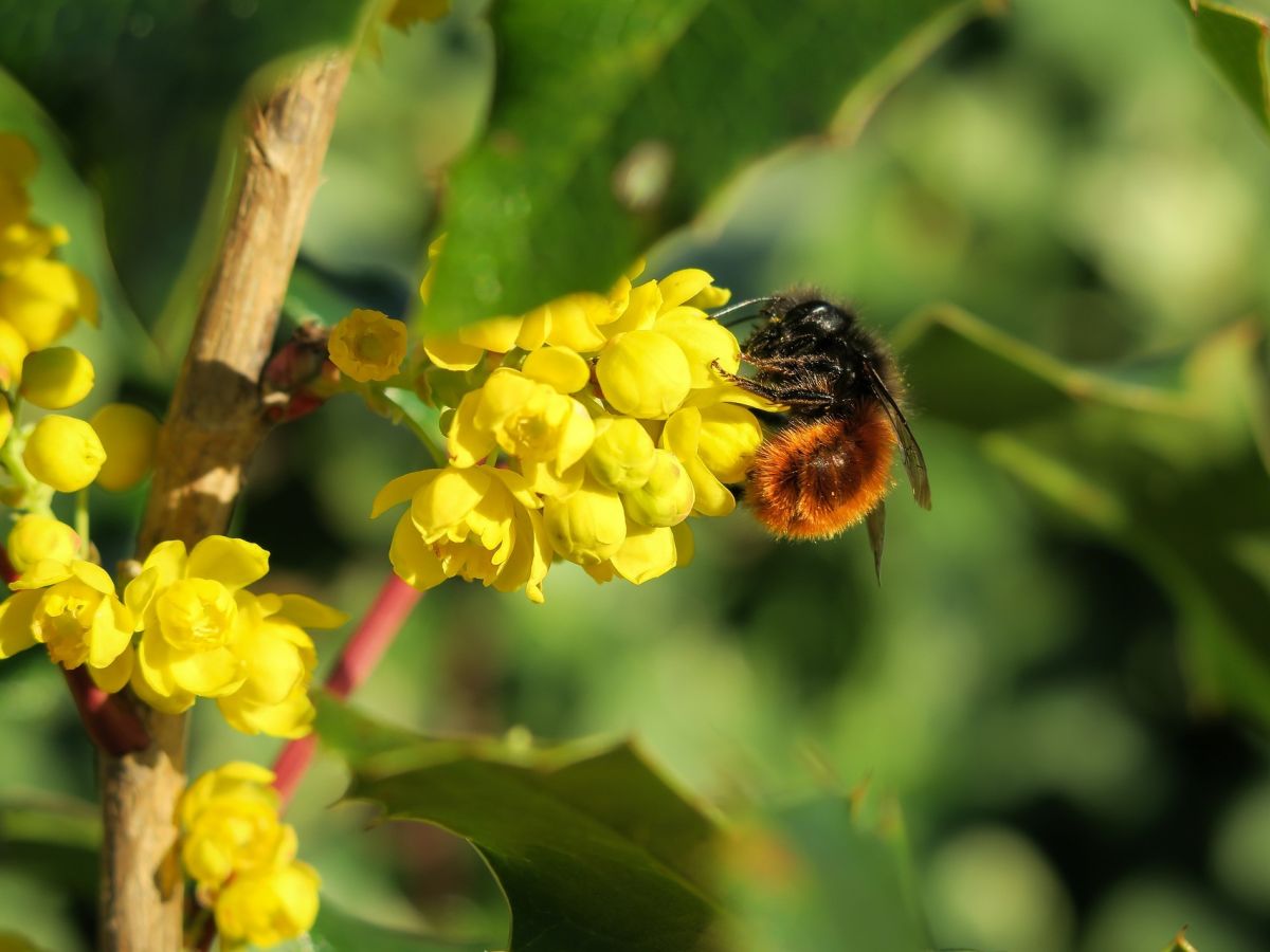 Sind Bienen gleichzeitig mehreren Stressfaktoren ausgesetzt, kann die Sterblichkeit überproportional ansteigen.
