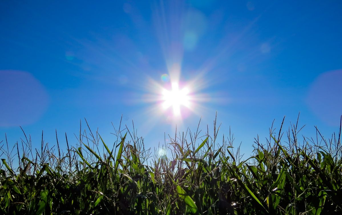 In vielen Maisanbaugebieten ist Trockenheit ein Problem. Trockentolerante Sorten sind daher gefragt. (Bildquelle: © Gellinger/ pixabay/ CC0)