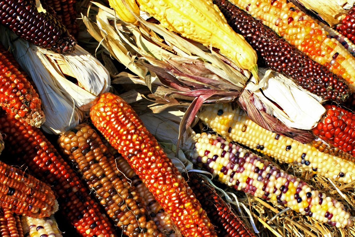 Die bunt schimmernden Maiskörner sind ein schönes Beispiel für genetische Diversität. (Bildquelle: © CLM-bv/Pixabay/CC0)