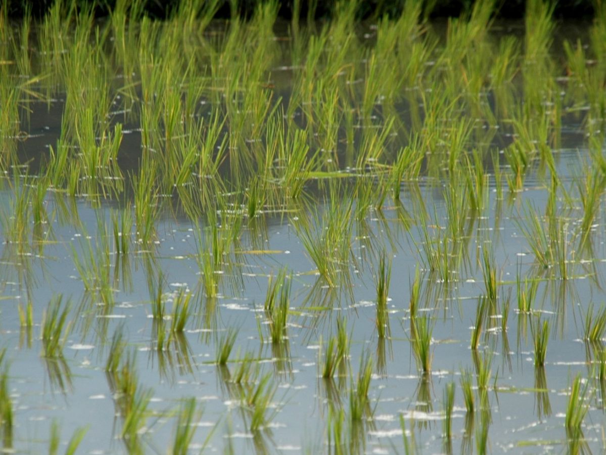 Der Nassreisanbau ist die weltweit dominierende Anbaumethode für Reis – und eine der Hauptquellen von anthropogenen Methanemissionen.
