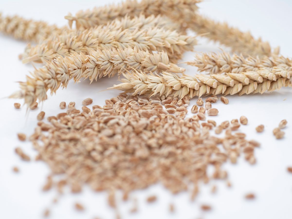 Bald wird dieser genomeditierte Weizen in Großbritannien im Freiland angebaut. (Bildquelle: © Rothamsted Research)