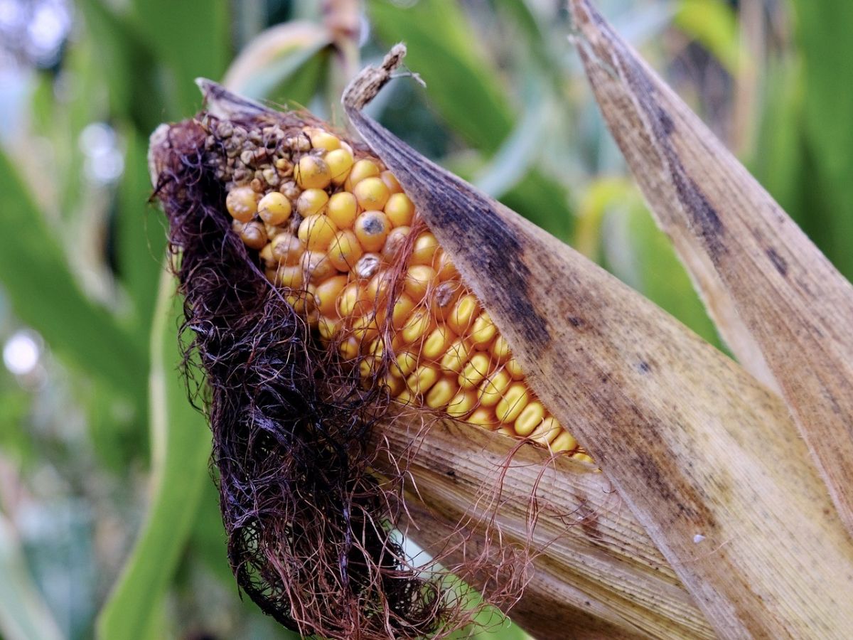Der Anbau von Süßgräsern wie zum Beispiel Mais kann die Pflanzenkrankheit „Kohlhernie“ zurückdrängen. (Bildquelle: © David Vdb / Pixabay)