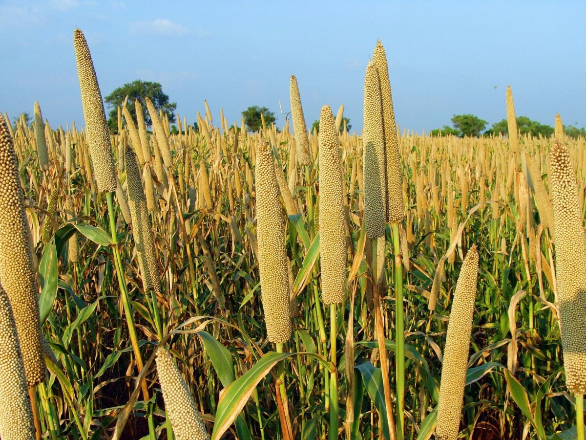 In einer neuen Studie haben Wissenschaftlerinnen und Wissenschaftler des ZALF untersucht, wie sich der Klimawandel auf wichtige Getreidearten wie Weizen, Mais, Hirse (hier im Bild), Sorghum und Reis auswirken. (Bildquelle: © Bishnu Sarangi / Pixabay)