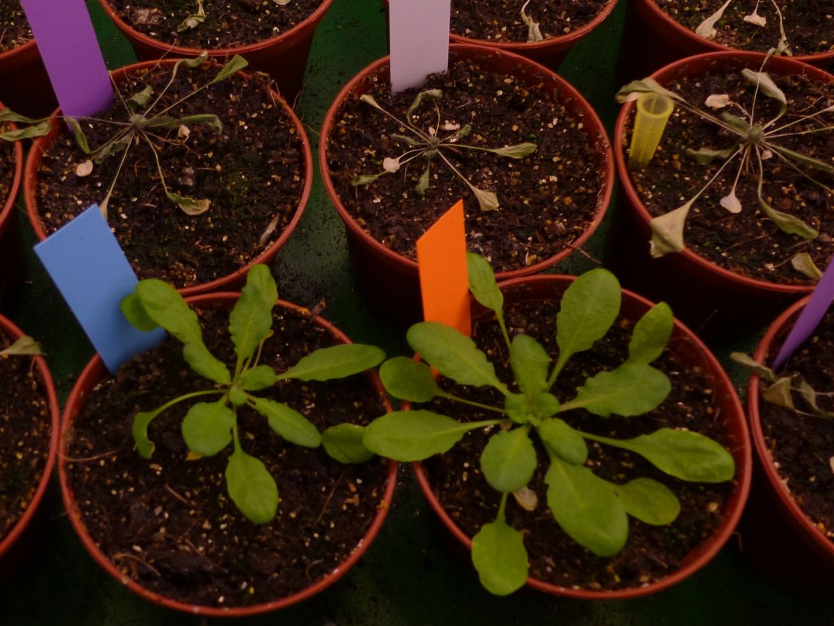 Bei Trockenheit verstärkt das Protein SERRATE in Pflanzen wie der Ackerschmalwand (Arabidopsis thaliana) das Ablesen der Gene, die die Pflanze unter Stress benötigt. (Bildquelle: © Sascha Laubinger/ Universität Oldenburg) 