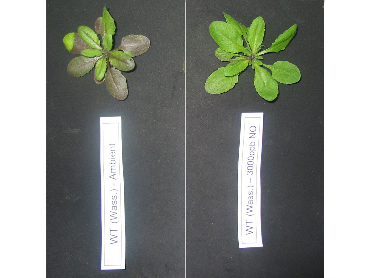 Mit steigenden Stickstoffmonoxid (NO)-Konzentrationen zeigen die Versuchspflanzen (Arabidopsis thaliana) ein verbessertes Wachstum. Die Pflanze links war 0 Teilen von einer Million bzw. „parts per million“ (ppm) NO, die rechts 3.0 ppm NO ausgesetzt.