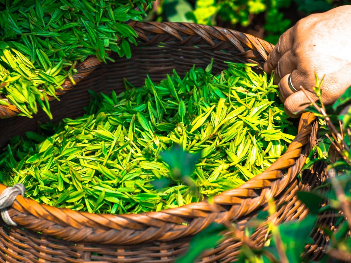 Sekundäre Pflanzenstoffe in grünem Tee stoppten die Vermehrung von Coronaviren im Labor. (Bildquelle: © Ascyrafft Adnan / Pixabay)