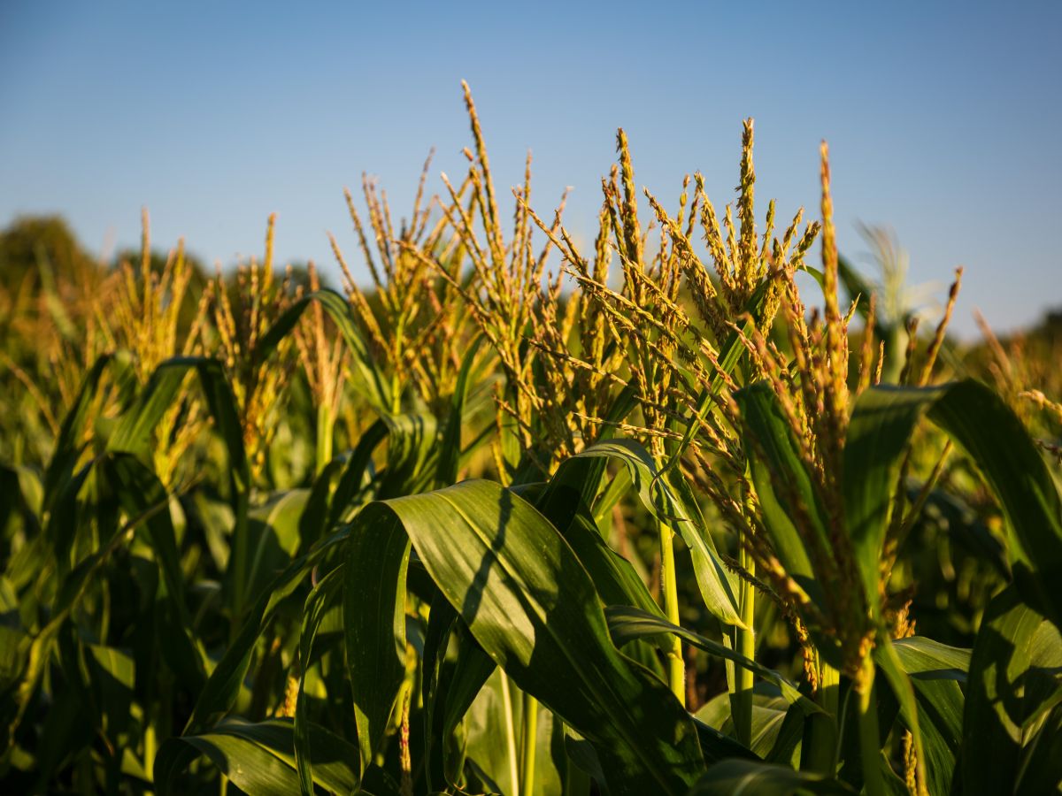 Anbauversuch: Mais auf dem Feld. (Bildquelle: Tom Freudenberg / pict-images)