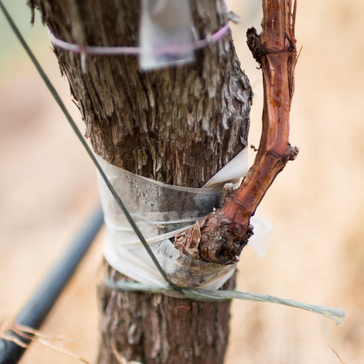 So sieht das Pfropfen bei einer Weinrebe aus: Der Edelreiser (rechts) wird in einen Einschnitt im Stamm der Unterlage eingesteckt und mit einer Folie fixiert. Beide Pflanzenteile verwachsen miteinander.
