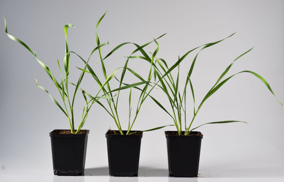 Weizenpflanzen, in die ein Methyltransferase-Gen von Mais eingebracht worden ist, können ihre Abwehr nicht mehr angemessen steuern und werden so anfällig für Blattlausbefall.