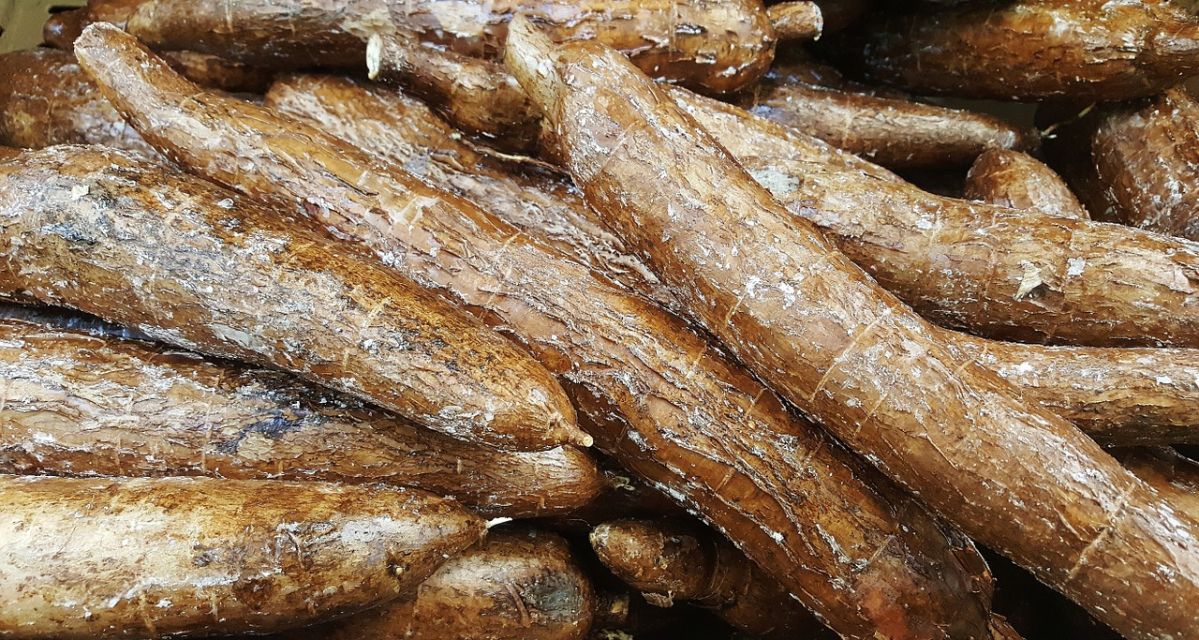 Maniok ist Grundnahrungsmittel für etwa eine Milliarde Menschen in Südamerika, Afrika und Asien. (Bildquelle: © Brett Hondow / pixabay, CC0)