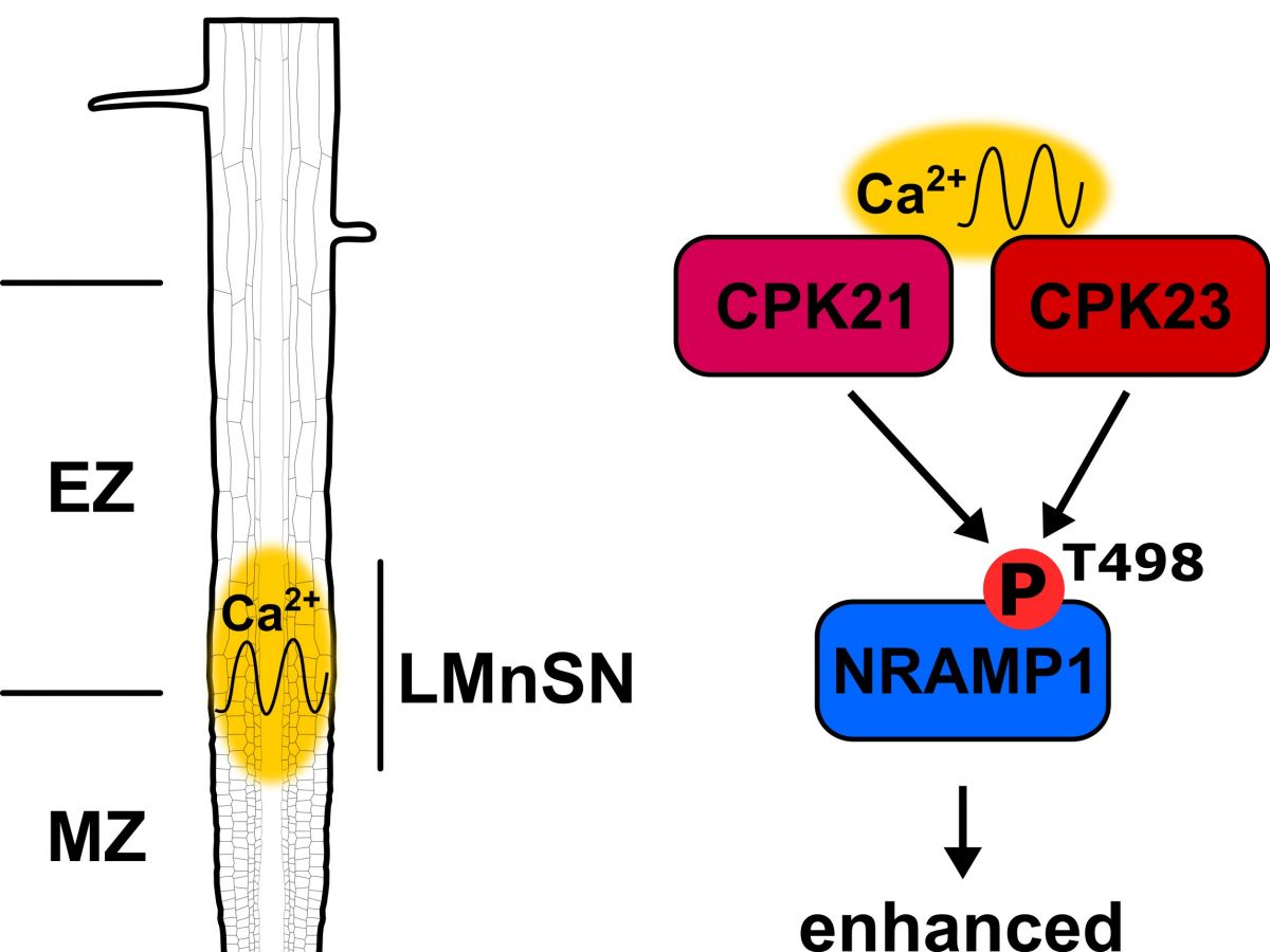 Manganmangel führt zu einer Oszillation der Kalziumkonzentration in der Mangan-sensitiven Nische in Wurzeln von Arabidopsis-Pflanzen. Proteinkinasen (CPK21 und CPK23) phosphorylieren dann den Mangantransporter NRAMP1. Dadurch steigt die Manganaufnahme in den Wurzeln an.
