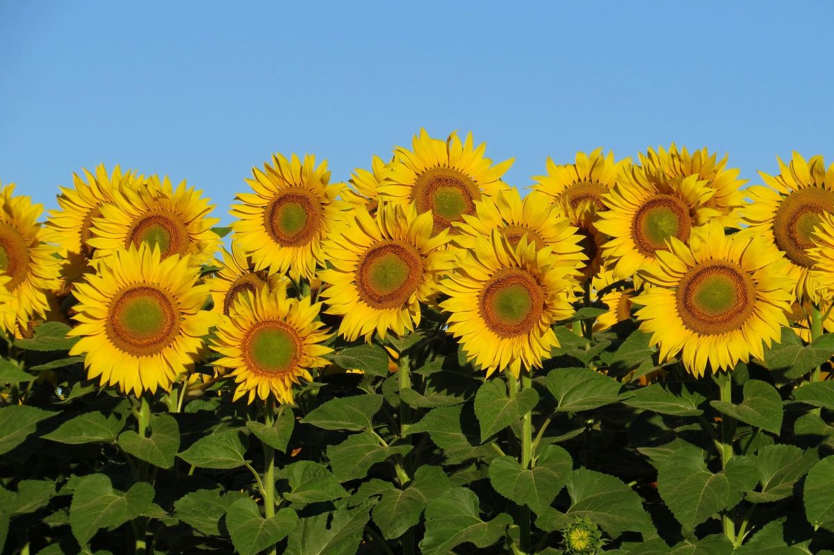 Sonnenblumen haben eine ausgeprägte circadiane Rhythmik: Sie richten ihre Blüten schon abends nach der aufgehenden Sonne aus.
