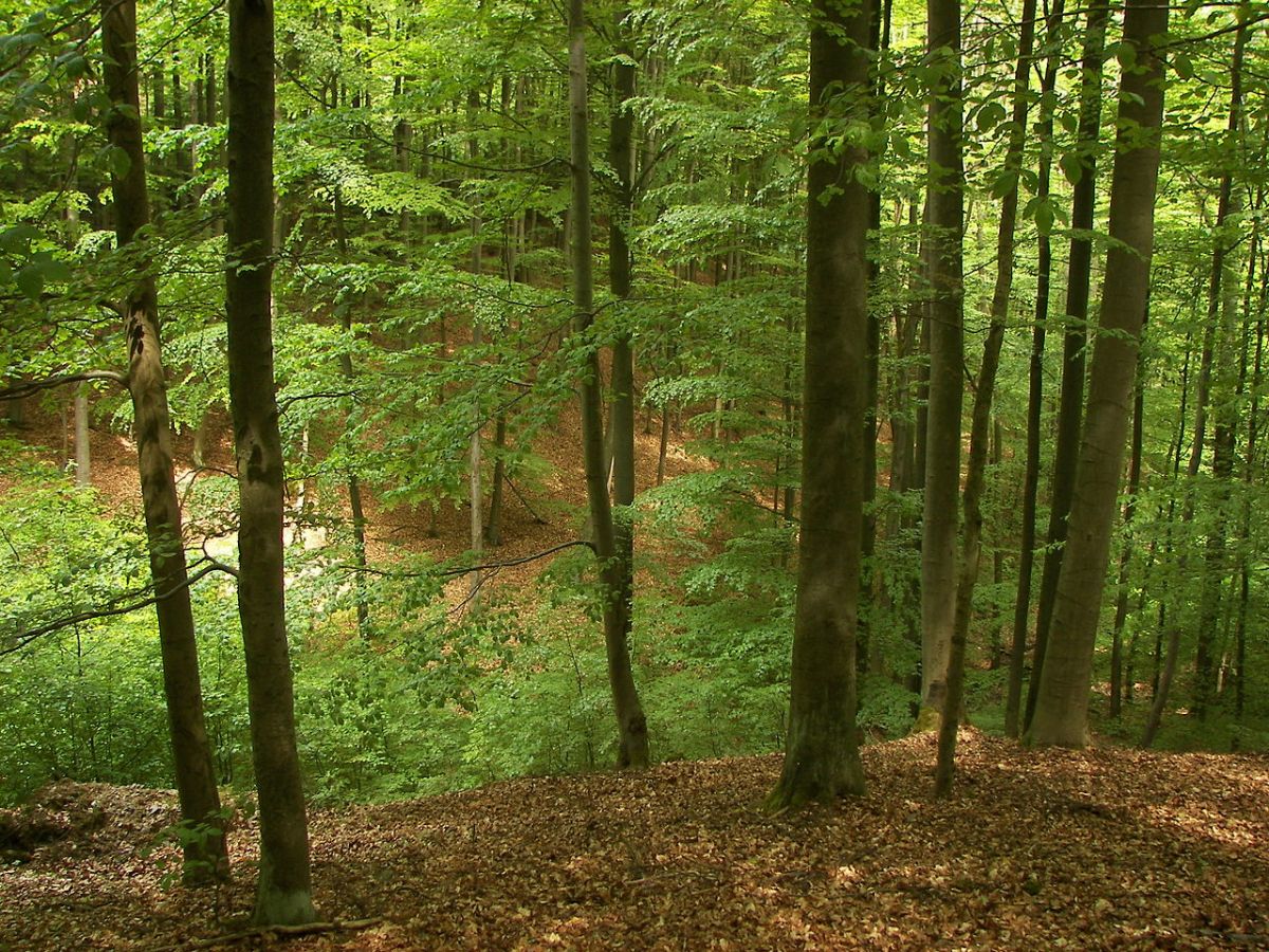 Waldökosysteme gelten als die produktivsten Landökosysteme.