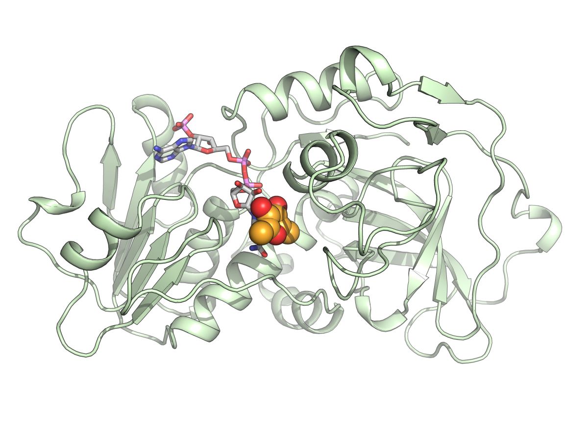 Die Vorstufe des HDMF-Geruchstoffs (orange und rote Kugeln) bindet an das Enzym FaEO (grün).Das Co-Enzym NADPH, hier als mehrfarbiges Stabmodell dargestellt, liefert die erforderlichenElektronen für die Bildung von HDMF, die prägende Aromakomponente reifer Erdbeeren. (Illustration: © A. Schiefner/TUM)