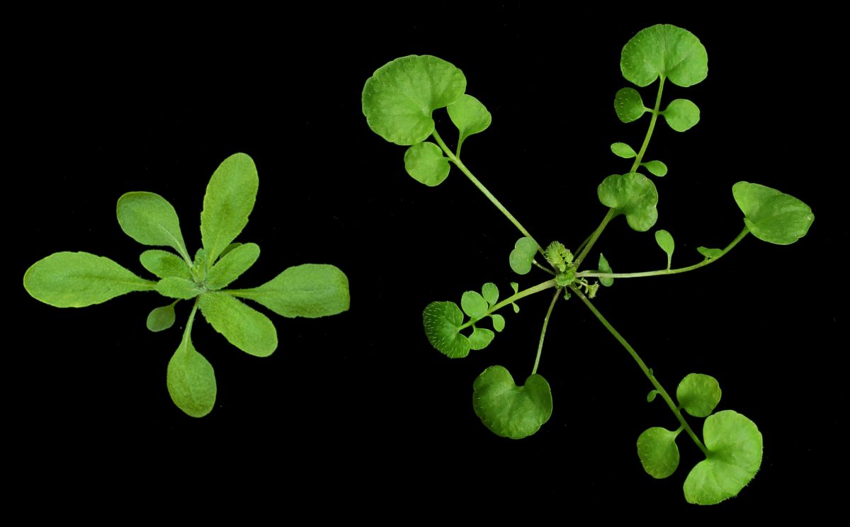 Die Ackerschmalwand besitzt ganzrandige Blätter (links), das Behaarte Schaumkraut dagegen Fiederblätter (rechts). (Quelle: © MPI f. Pflanzenzüchtungsforschung/ Lempe)