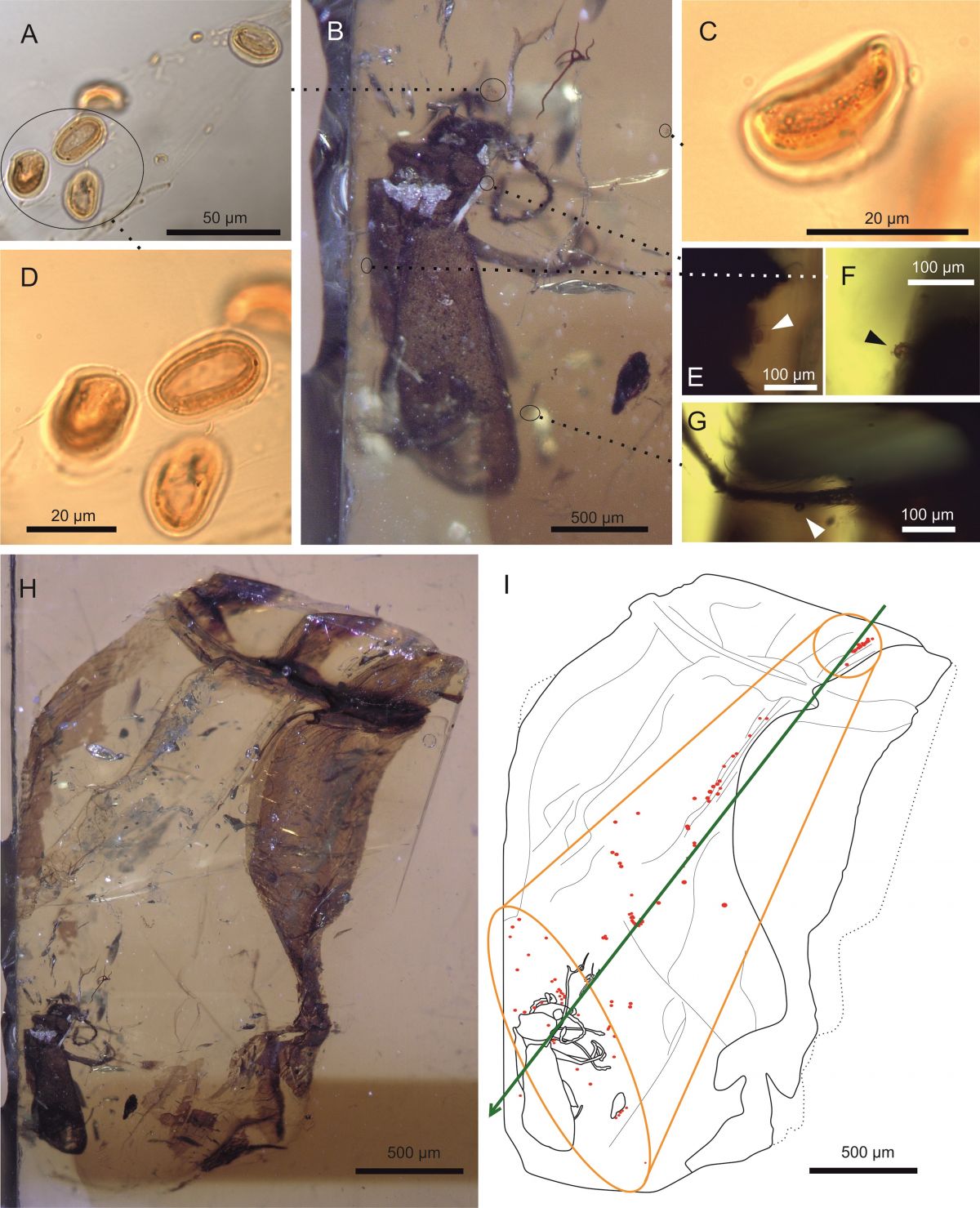 Die Bildausschnitte A ,D und C zeigen die Pollen im Bernstein in der Großaufnahme. B und H den Käfer Darwinylus marcosi. Die Bildauschnitte E bis G zeigen einige Körperteile des Käfers, an denen Pollen haften geblieben sind: die Mundkwerzeuge (E), Flügel (F) und  Hinterbeine (G). Das Schaubild (I) zeigt den 
