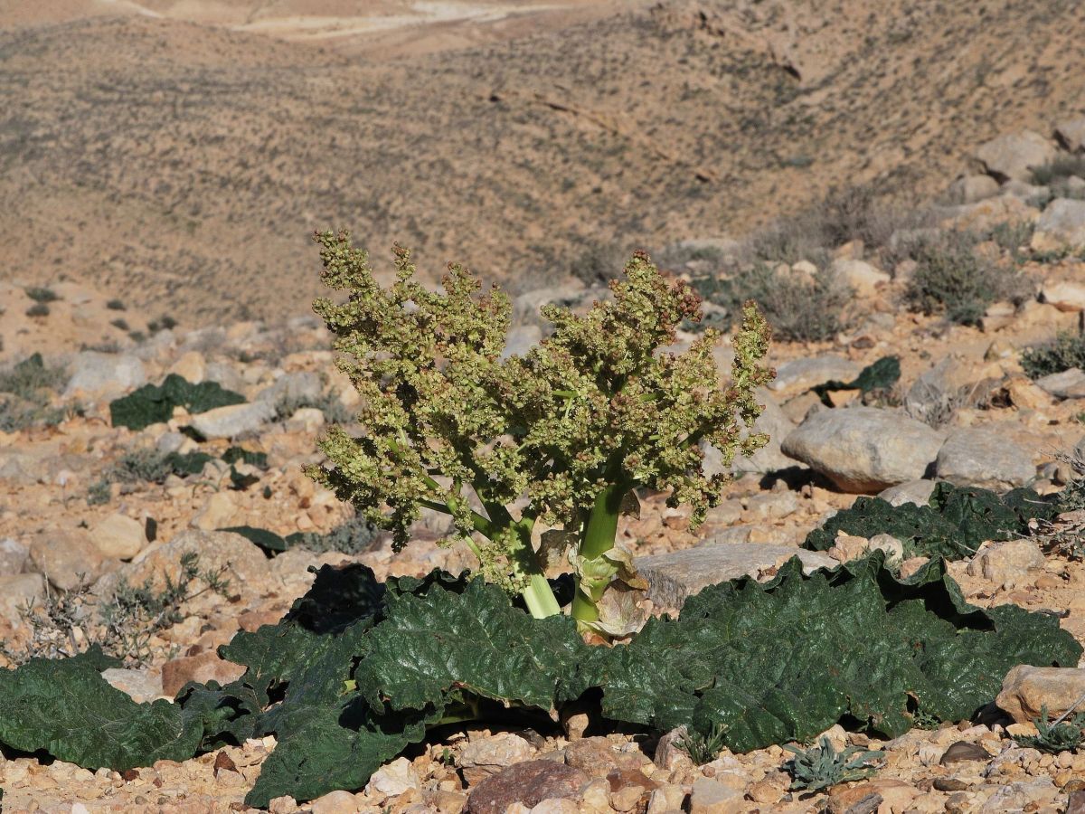 Der Wüstenrhabarber: Ein Überlebenskünstler in einem der trockensten Gebiete der Welt. (Bildquelle: © Gideon Pisanty / wikimedia.org / CC BY 3.0)