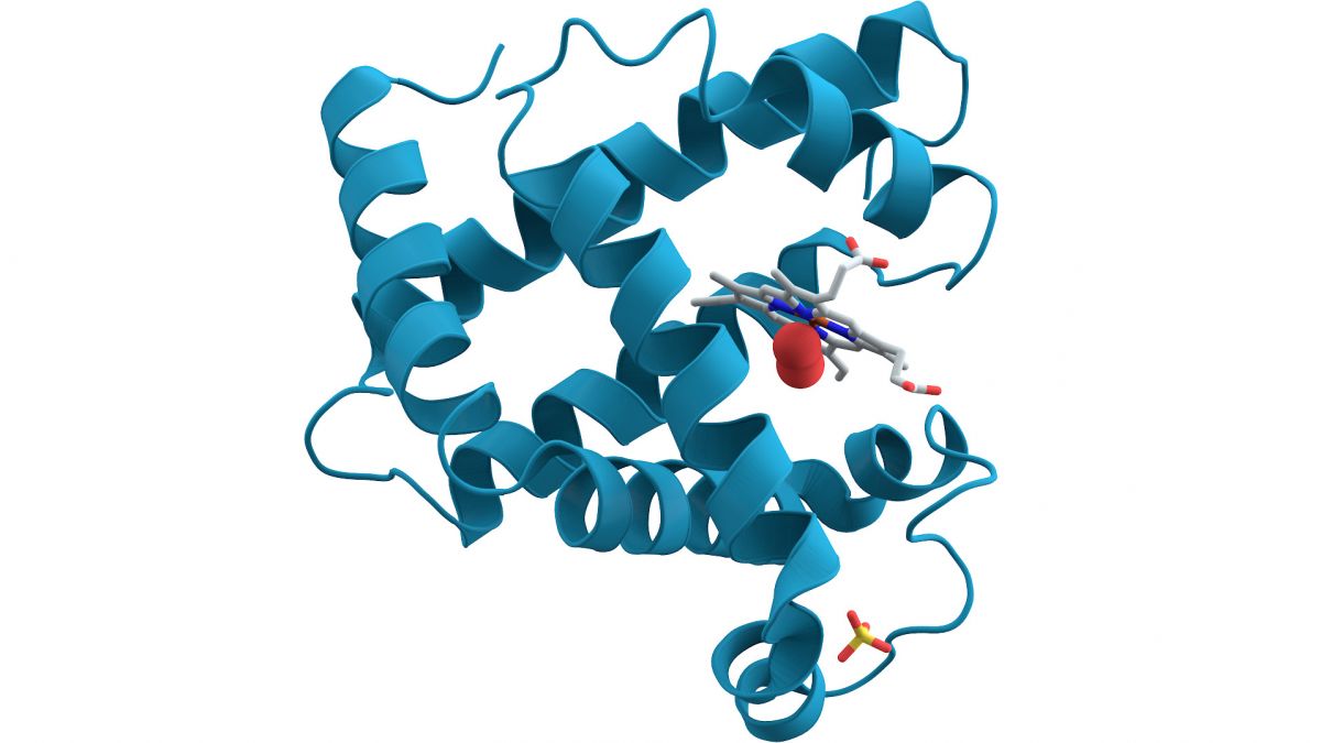 Die Struktur von Myoglobin, dargestellt mit seinem Sekundärstrukturmustern. (Bildquelle: © Public Domain)
