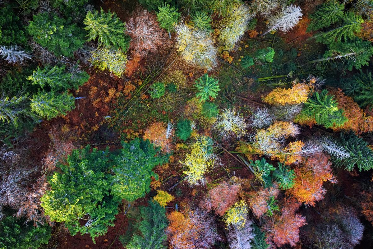 







„Herbstwald“ von Julian Frey ist in den Top Ten! Mit einem interdisziplinären Forschungsteam will er den Einfluss von Waldbewirtschaftung auf die Waldstrukturen und damit auf die Biodiversität untersuchen. In der gelungenen Drohnenaufnahme eines halboffenen Mischwaldes sind sowohl Totholz als auch verschiedene Blattfärbungen gut sichtbar. „Die Vegetationsperiode im Hochschwarzwald ist nicht sehr lang und die letzten Flüge mussten wir im Herbst durchführen. Das Bild ist eines der schönsten unter 10.000en so gemachter Aufnahmen, bleibt aber auch einfach ein Zufallstreffer.








 - „Herbstwald“ von Julian Frey	