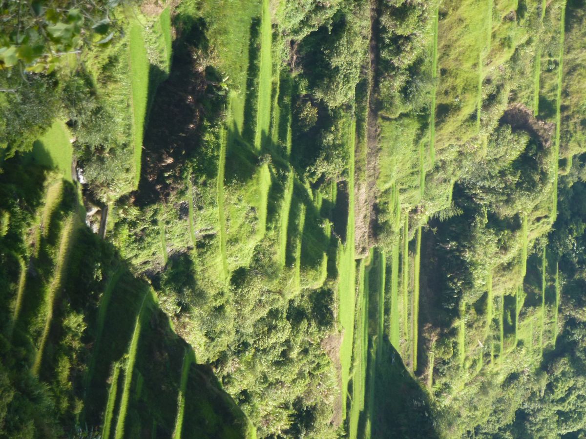 Reisterrassen auf den Philippinen. Den Ergebnissen des Projektes LEGATO zufolge, kommt der Reisanbau besser ganz ohne Pflanzenschutzmittel aus.