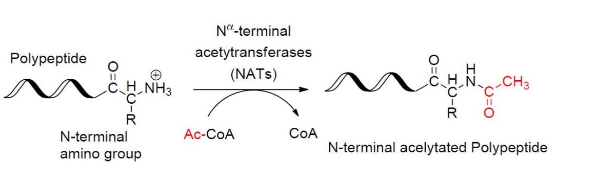 Die schematische Darstellung der N-terminalen Acetylierung, kurz NTA, von Proteinen (rot: Essigsäure- oder Acetyl-Rest). Vor allem das Protein NatA ist für die NTA-Veränderung zuständig.