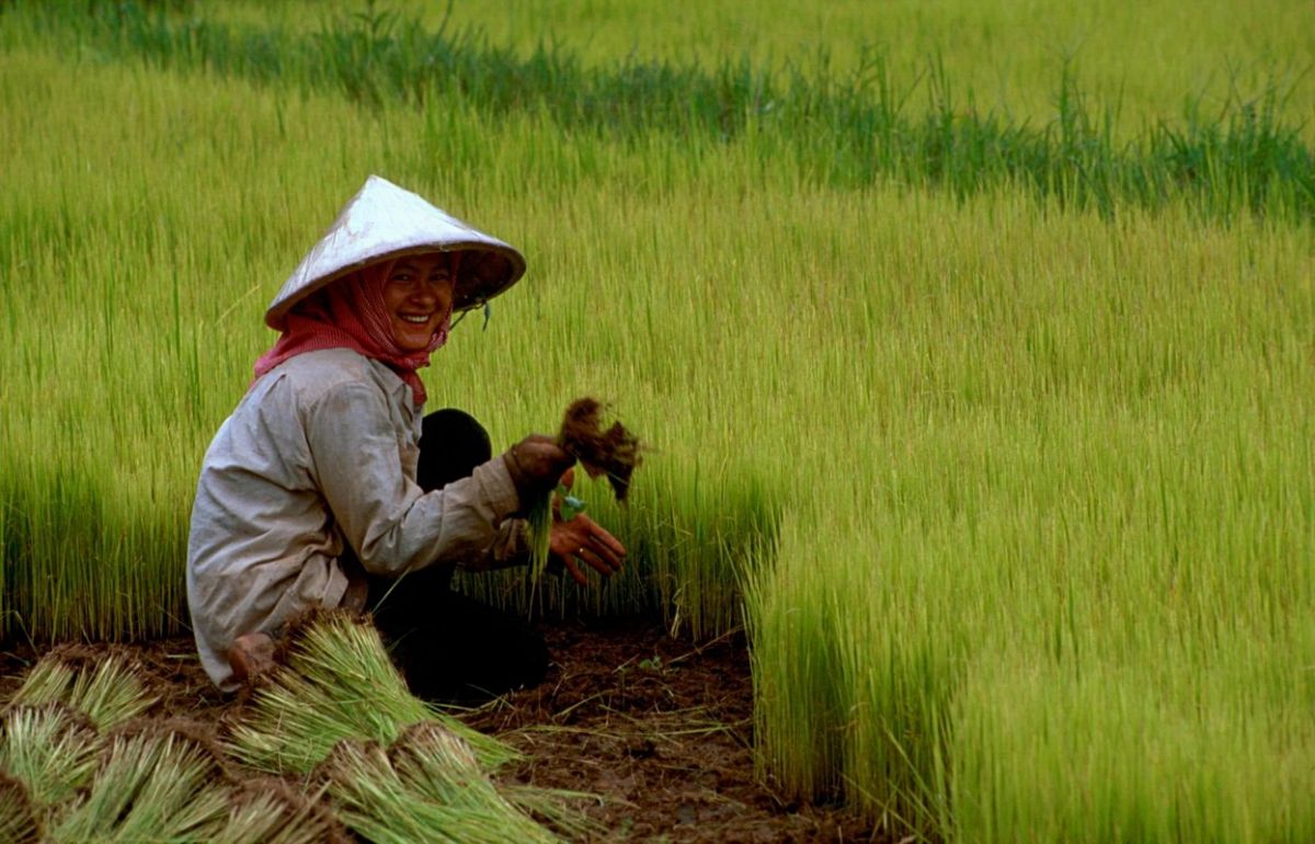 Reis, eine der wichtigsten Nahrungspflanzen der Welt, gilt als besonders hitzeempfindlich. Ihr könnten die neuen Erkenntnisse vielleicht einmal dabei helfen, die Hitzetoleranz zu optimieren.