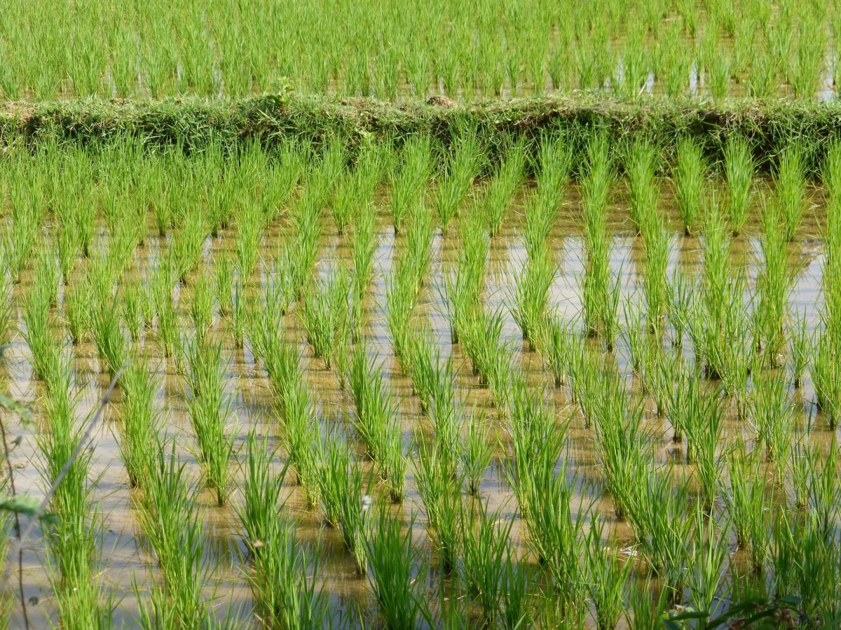 Man unterscheidet zwei Anbauformen: Den Nassreisanbau und den Trockenreisanbau. Der hier abgebildete Nassreisanbau setzt auf die vollständige Überflutung der Reisfelder.
