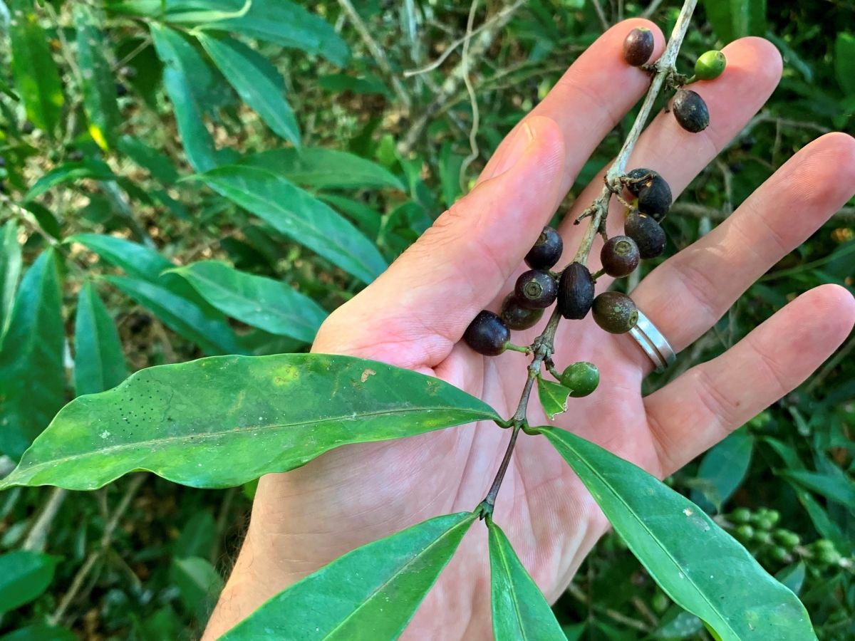 Coffea stenophylla in der freien Natur. (Bildquelle: © RBG Kew)