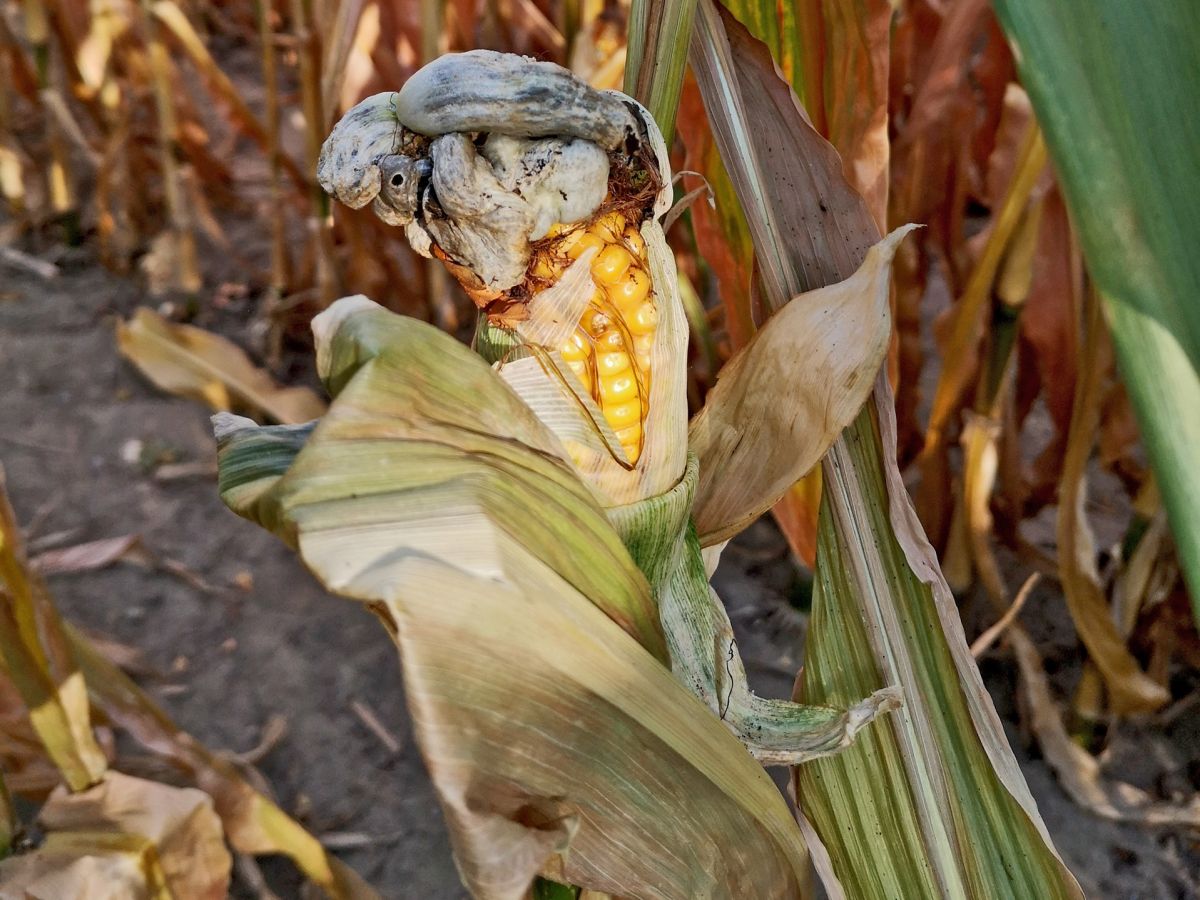 Die Aufnahme zeigt eine Maispflanze, die mit dem Pilz Ustilago maydis infiziert ist. (Bildquelle: © Khong-Sam Chia)