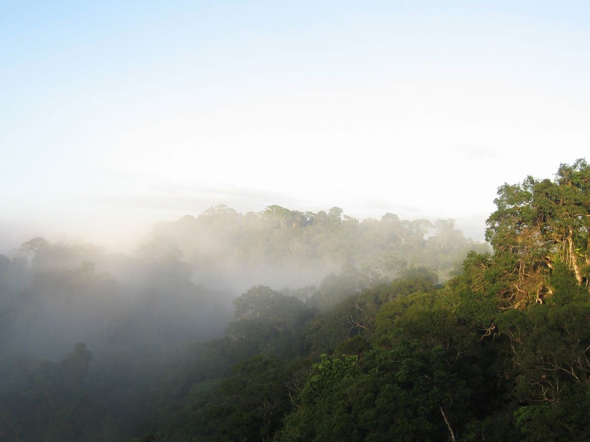 Täler am Amazonas mit häufiger Nebelbildung dienen im Klimawandel als Rückzugsräume für empfindliche Arten. (Bildquelle: © Andre Obregon)