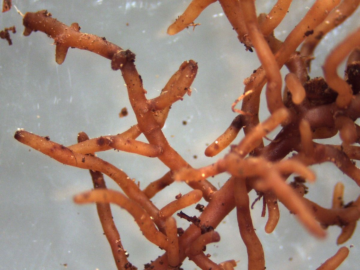 Mykorrhiza – die Symbiose zwischen Pflanzenwurzeln und Pilzen -  ist ein wichtiger Faktor für die Gesundheit und Nährstoffversorgung beider Organismen. (Bildquelle: © Katrin Schulz / Pixabay)