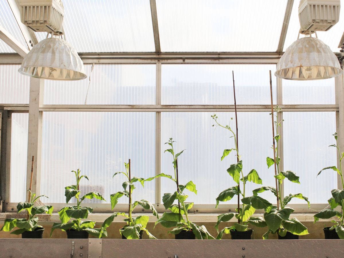 Vier unveränderte Pflanzen (links) wachsen neben gentechnisch modifizierten Pflanzen (rechts), in denen die energieaufwändige Photorespiration durch neue Stoffwechselwege reduziert wurde. (Bildquelle: © Claire Benjamin/RIPE Project)
