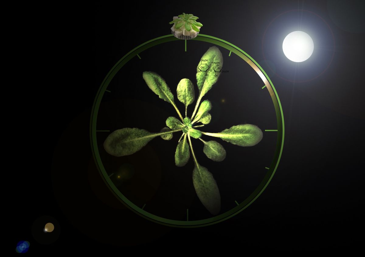 Bei der Ackerschmalwand (Arabidopsis thaliana) regulieren Zucker die Anpassung der inneren Uhr. (Bildquelle: © Cleverson Matiolli)