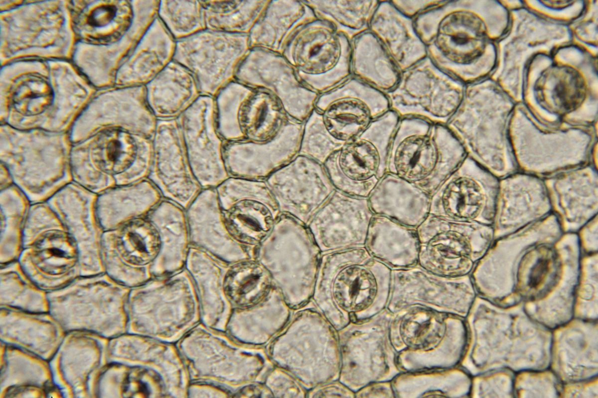 Stomata sind Spaltöffnungen der pflanzlichen Epidermis. Über sie kontrolliert die Pflanze ihren Wasserhaushalt. (Bildquelle: © iStock.com/ Nancy Nehring)
