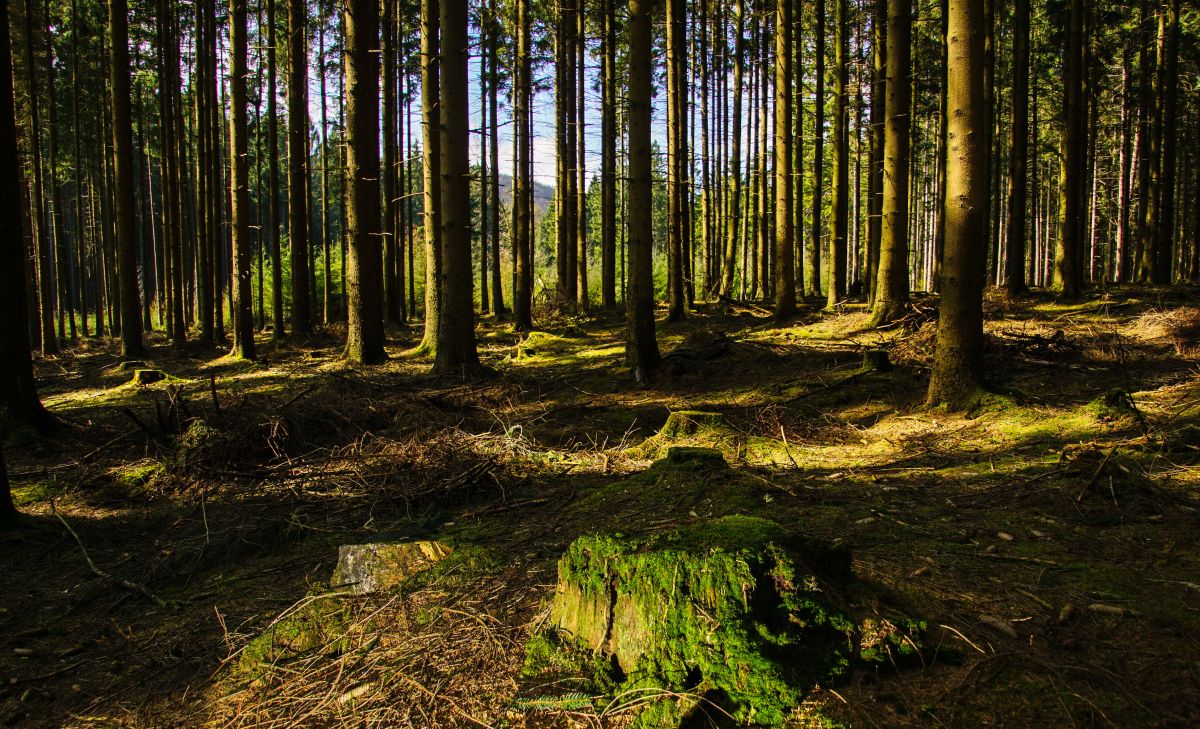 Fichtenwald: Mittlerweile findet ein Umdenken statt - weg von Monokulturen mit Nadelbäumen und hin zu Mischwäldern.