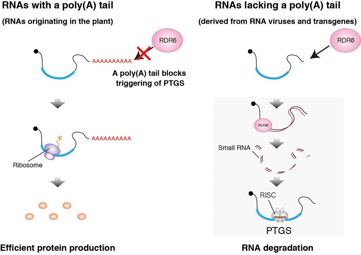 Mithilfe eines einfachen und effektiven Prozesses gelingt es der Blütenpflanze Arabidopsis thaliana, sich gegen Invasoren zu wehren: Fehlt der Poly-A-Schwanz am RNA-Molekül (rechts abgebildet) wird das Enzym RdR6 aktiv und die Übersetzung in ein Protein wird verhindert.